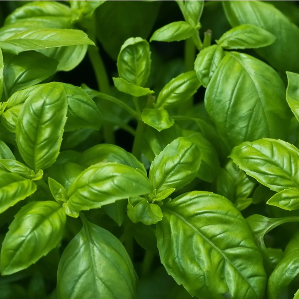 Basil Estragol Type _ Essential Oil