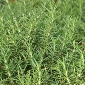 Camphorated Rosemary _ Essential Oil